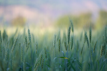 Fototapeta premium field of wheat