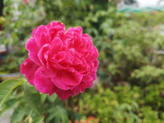 Pink rose with green leaves background.