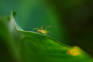 closeup view of spider isolated on green leaf