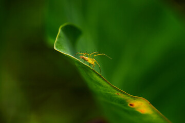 closeup view of spider isolated on green leaf