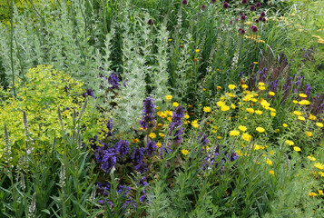 Herbaceous border showing a mixture of yellow and purple flowers