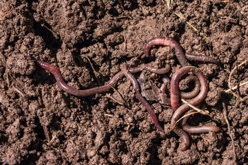 group of earthworm moving on fertile soil in garden