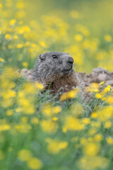 Fine art portrait of Alpine Marmot wrapped by flowers (Marmota marmota)