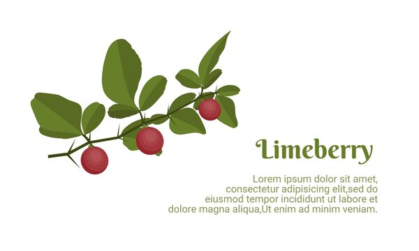 Vector illustration, fresh limeberry (Triphasia trifolia) with leaves, isolated on white background.