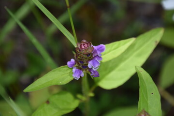 Waterfall of Calvaire regional park in Quebec
