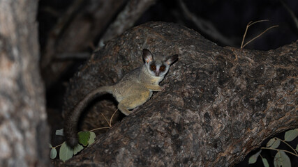 lesser bushbaby at night in a tree