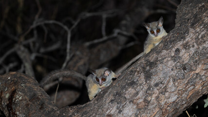 Lesser bushbabies in a tree at night