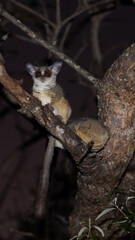 lesser bushbaby at night in a tree