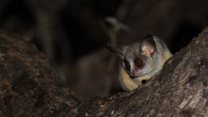 lesser bushbaby at night in a tree