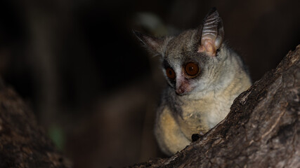 lesser bushbaby at night in a tree