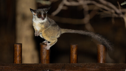 Fototapeta premium lesser bushbaby at night in a tree