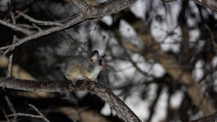 lesser bushbaby at night in a tree