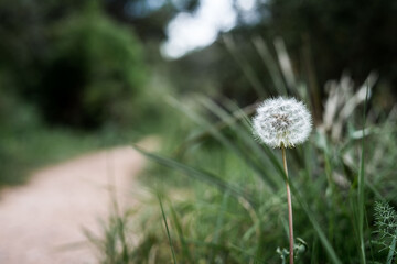 Closeup of a dandelion background surrounded by plants and sky in the background