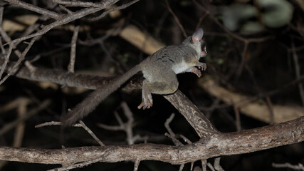 lesser bushbaby at night in a tree