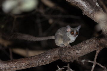 lesser bushbaby at night in a tree