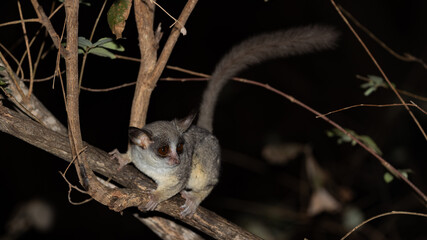 lesser bushbaby at night in a tree
