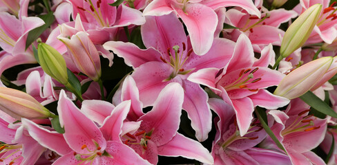 Fototapeta na wymiar Full frame image of pink lilies at various stages of growth