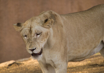 Lioness in its den with siblings