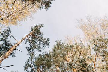Tall evergreen pines stand against the blue sky. bottom view
