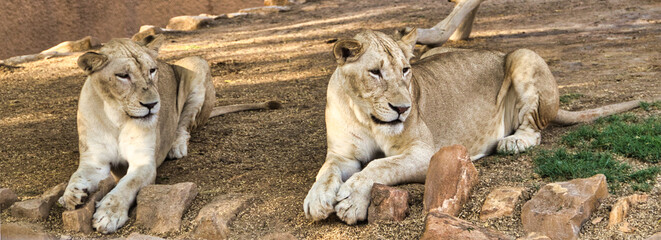 Lioness in its den with siblings
