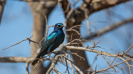 Cape starling - bright blue colors