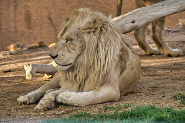 An adult lion lounges in its den