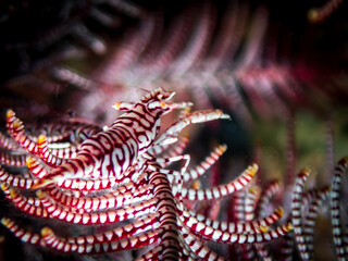 Crinoid shrimp (Hippolyte catagrapha) or feather star shrimp perfectly camouflaged at Little Lember I dive site in Sogod Bay, Southern Leyte, Philippines.  Underwater photography and travel.