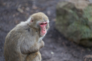 Naklejka premium Macaque monkey sitting