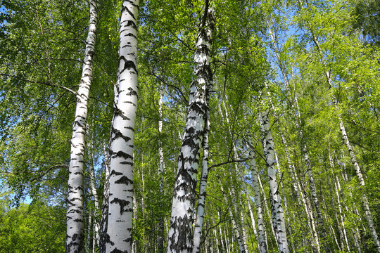 Beautiful birch trees in the forest