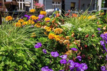 Colourful Blend of Flowers