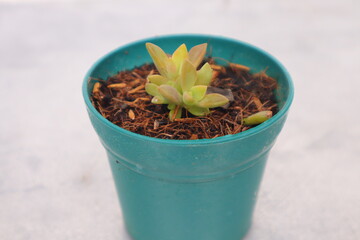 Green plant in a pot on a white background