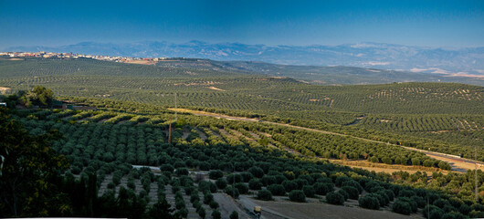 Paisaje de olivares en la Sierra de Cazorla, Jaén, Andalucía, España.