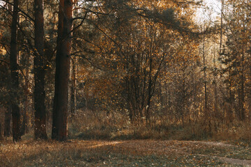 Autumn mixed forest in the rays of the sun. Pines, birches, firs in yellow falling leaves. Autumn landscape