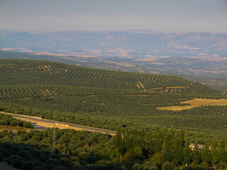 Paisaje de olivares en la Sierra de Cazorla, Jaén, Andalucía, España.