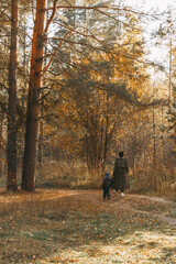 mom and son are walking through the autumn forest. rear view. Autumn mixed forest in the rays of the sun. Pines, birches, firs in yellow falling leaves. Autumn landscape