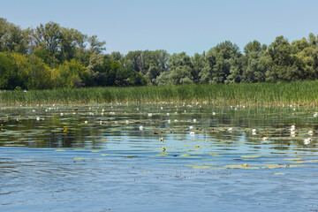 Reeds with water lilies on the lake, overgrown river bank