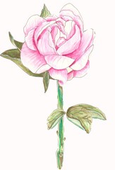 Painted watercolor pink peony sketch