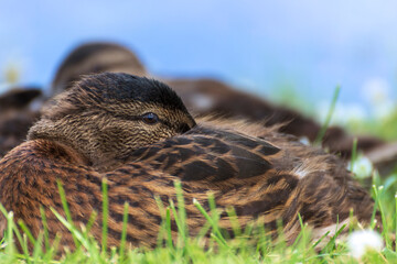 Mallard ducks (Anas platyrhynchos) relax on the shore of the lake in the grass on a hot summer day.