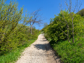 Fototapeta na wymiar Mountain hiking trail. Gravel road in a wooded area, first-person view of the path. Roadside trees.