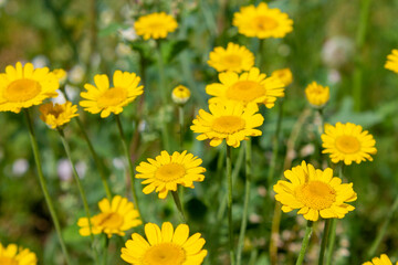yellow daisies among green grass close-up