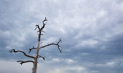tree against sky and storm clouds