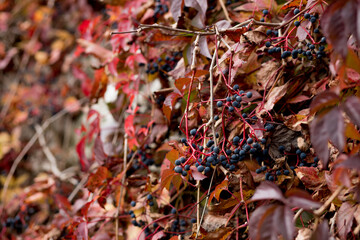 Fall, autumn, leaves background. A tree branch with autumn leaves on a blurred background. Landscape in autumn season