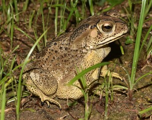 Close up of a brown patterned toad sitting in grass