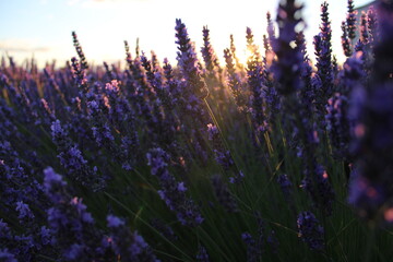Lavanda en verano 
