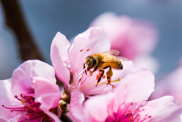 Close-up pink peach flowers with the bee, in the outdoor garden.