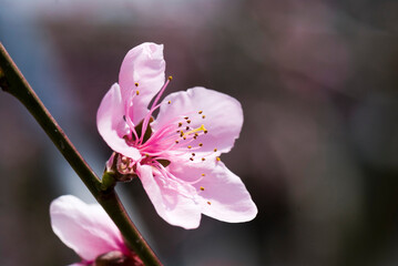 Close-up peach flowers In front of the blurred background 