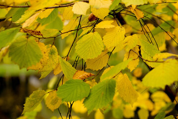 Fall, autumn, leaves background. A tree branch with autumn leaves on a blurred background. Landscape in autumn season