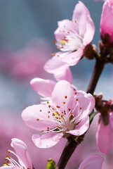 Close-up peach flowers In front of the blurred background. 