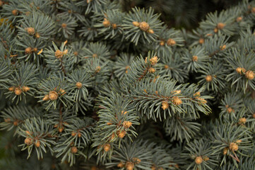 Naklejka na ściany i meble dark green branches of a coniferous tree with needles, with buds on them. Coniferous tree, branches, needles, dark green, nature, background, texture