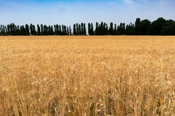 Ripe barley cultivation and rural road with trees, Parma, Italy